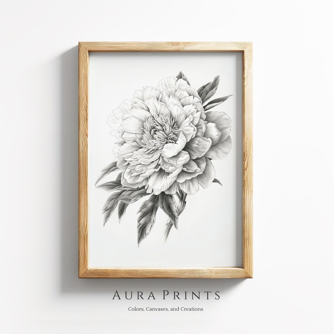 Black White Peony Flower Pencil Sketch Botanical Drawing Art Poster
