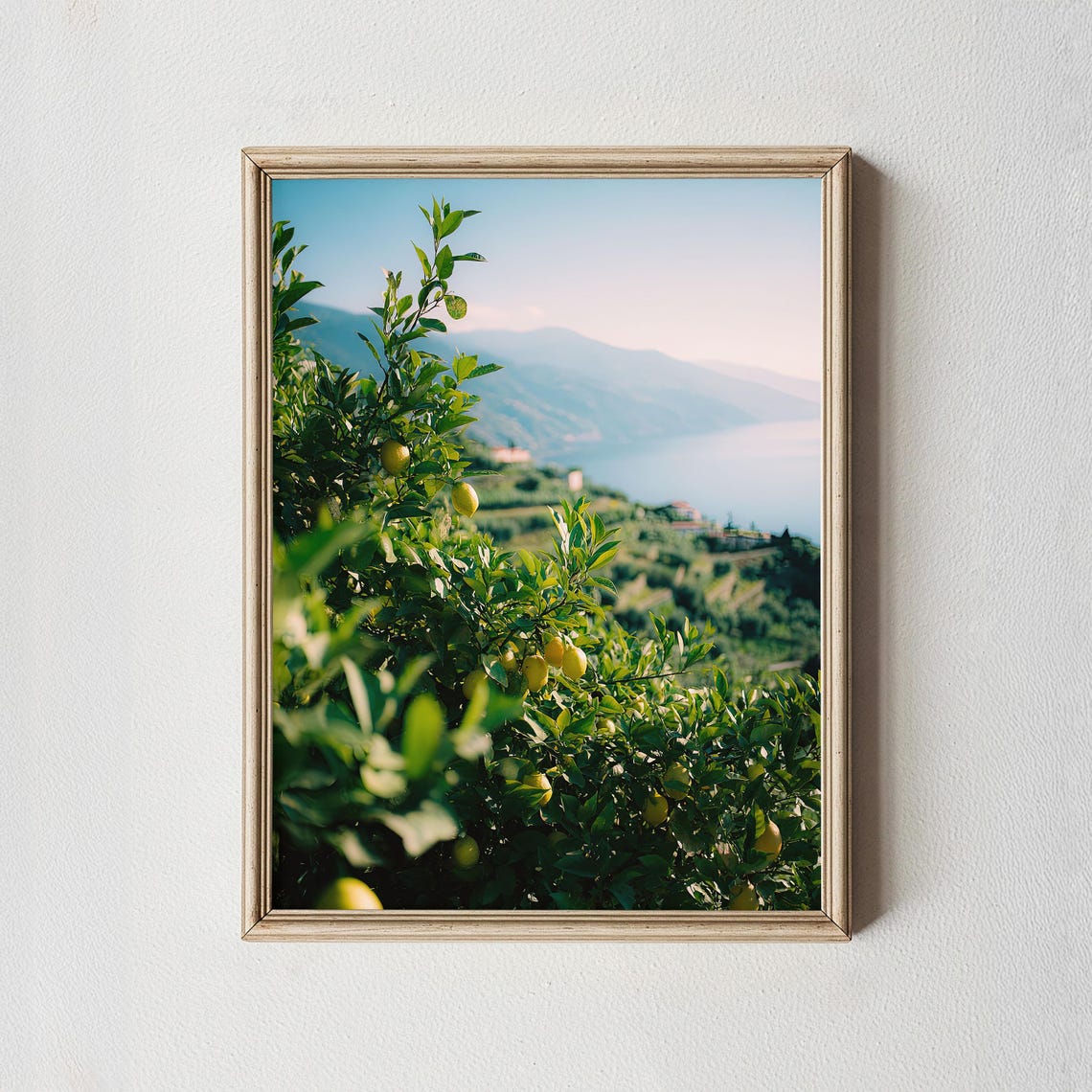 Sunlit Citrus Grove Hillside Overlooking Sparkling Sea Photo Poster
