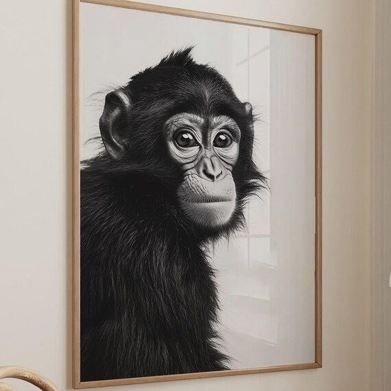 Baby Chimpanzee Black and White Portrait Animal Photography Wall Art