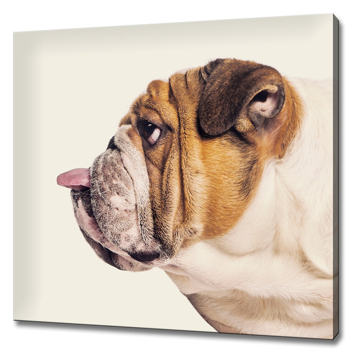English Bulldog Profile Tongue Out Funny Dog Photography Print
