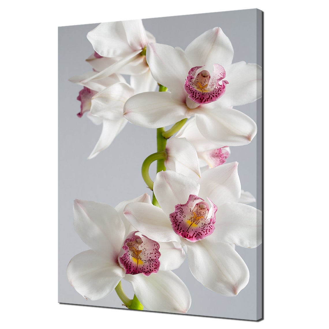 White Pink Cymbidium Orchid Flower Stem Grey Studio Botanical Wall Art