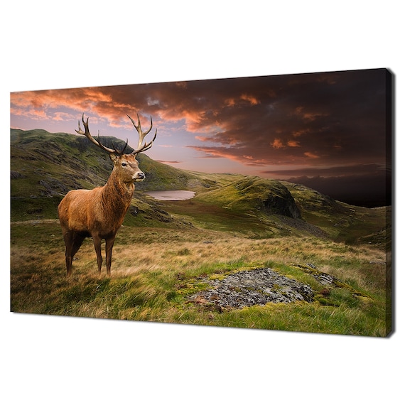 Red Deer Stag, Modern Home Decor Art Print
