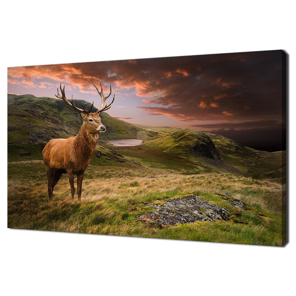 Red Deer Stag, Modern Home Decor Art Print