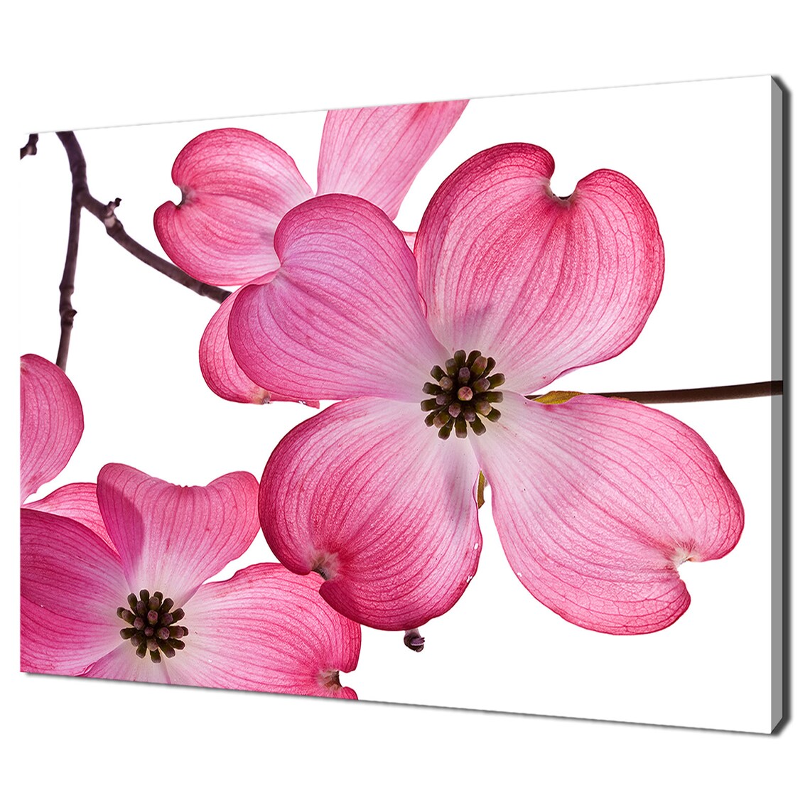 Pink Dogwood Blossom Flowers Close Up White Botanical Spring Art Print