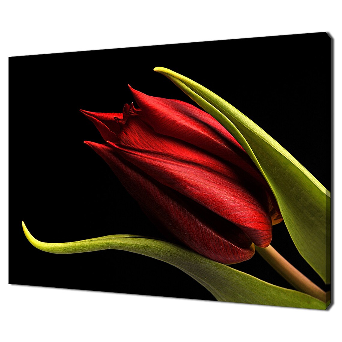 Red Tulip Bud Close Up Black Background Botanical Flower Art Print
