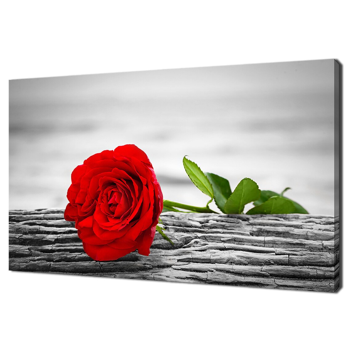 Red Rose on Driftwood Black and White Selective Color Floral Art Print