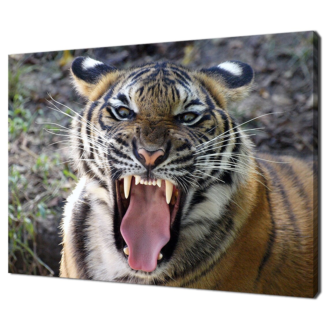 Roaring Tiger Bared Fangs Fierce Big Cat Close Up Powerful Wildlife Wall Art Poster