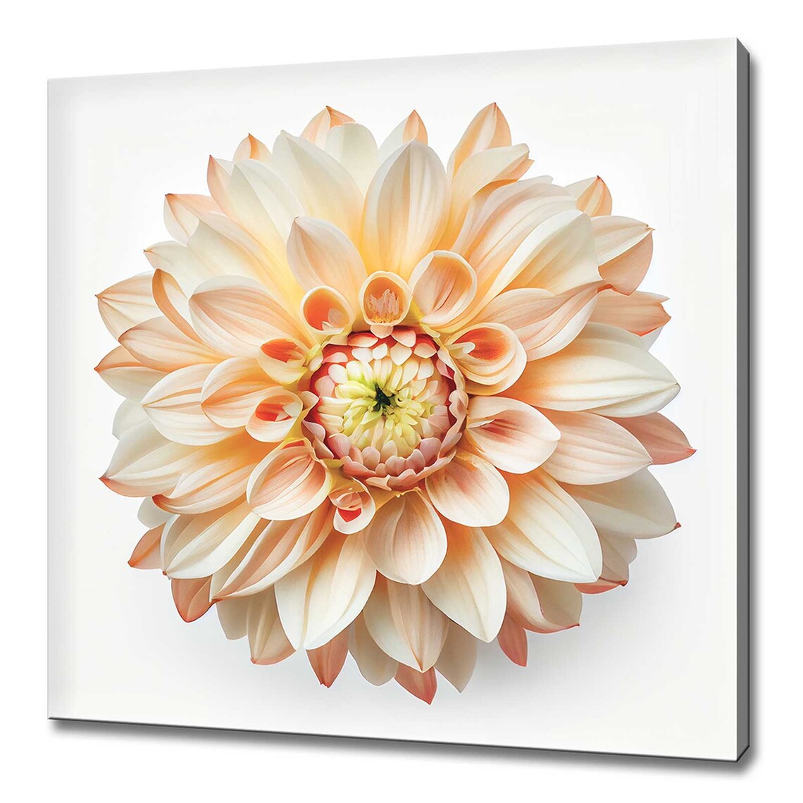 Cream Dahlia Flower Blush Petals Macro Elegant Floral Art Print