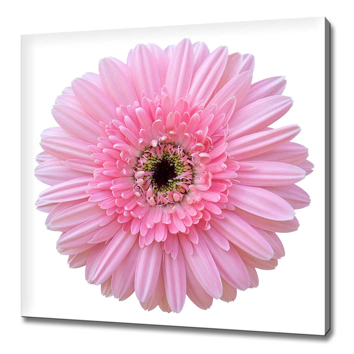 Pink Gerbera Daisy Modern Floral Art Print