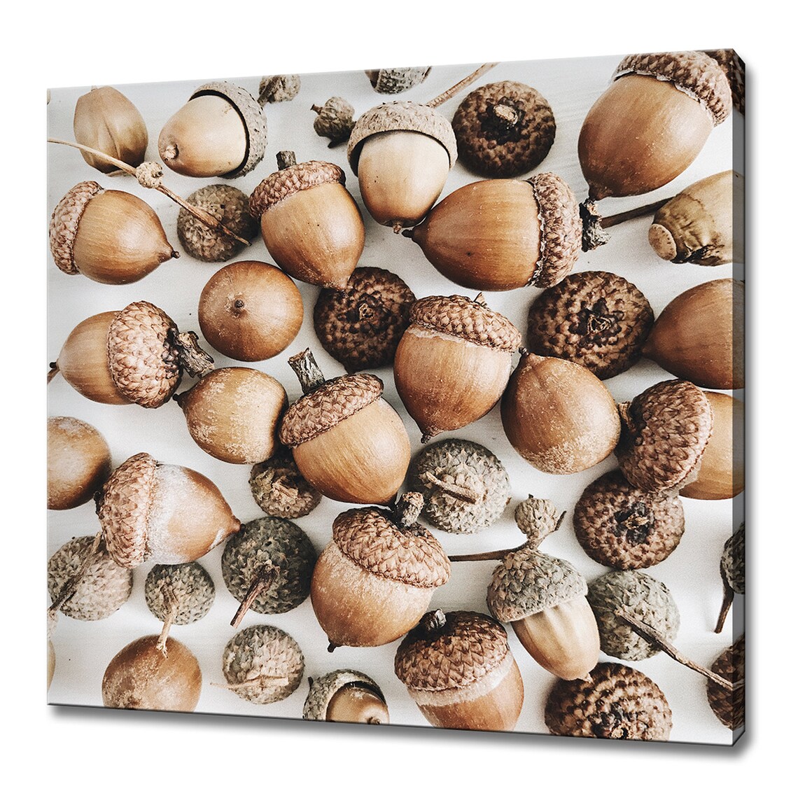 Brown Acorns Collage, Autumn Minimal Art Print