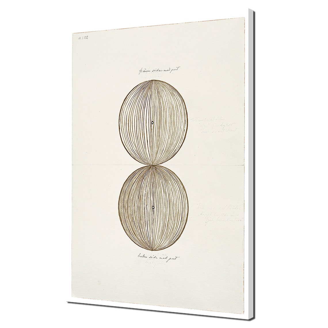 Hilma af Klint No 22 Dual Brown Oval Line Abstract Spiritual Print