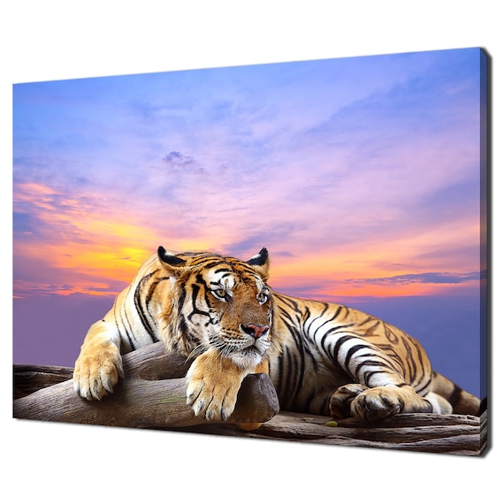 Majestic Tiger Resting At Pink Sunset Wild Cat Wildlife Wall Art Poster