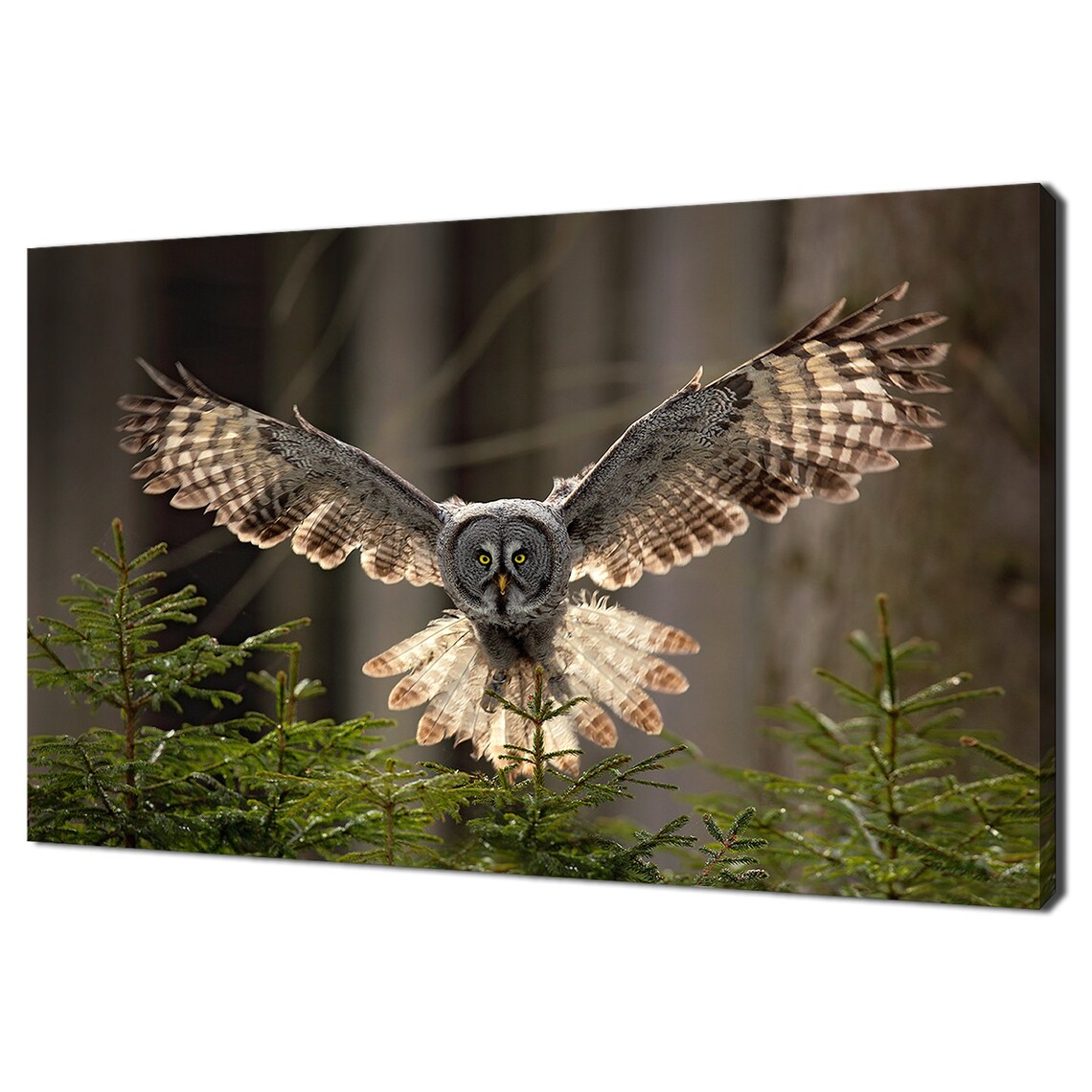 Flying Great Grey Owl Modern Bird Art Print