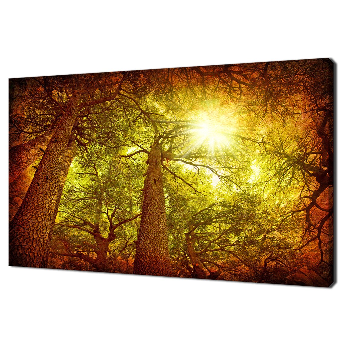 Cedar Tree Forest Sunset, Modern Design Art Print