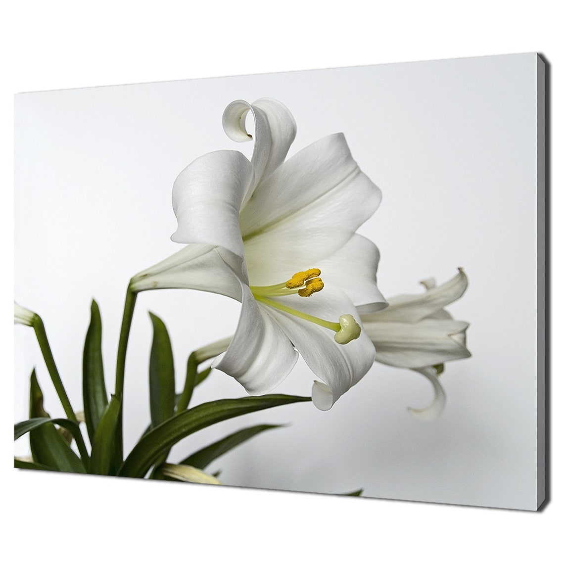 White Easter Lily Flower Close Up Elegant Minimalist Floral Poster