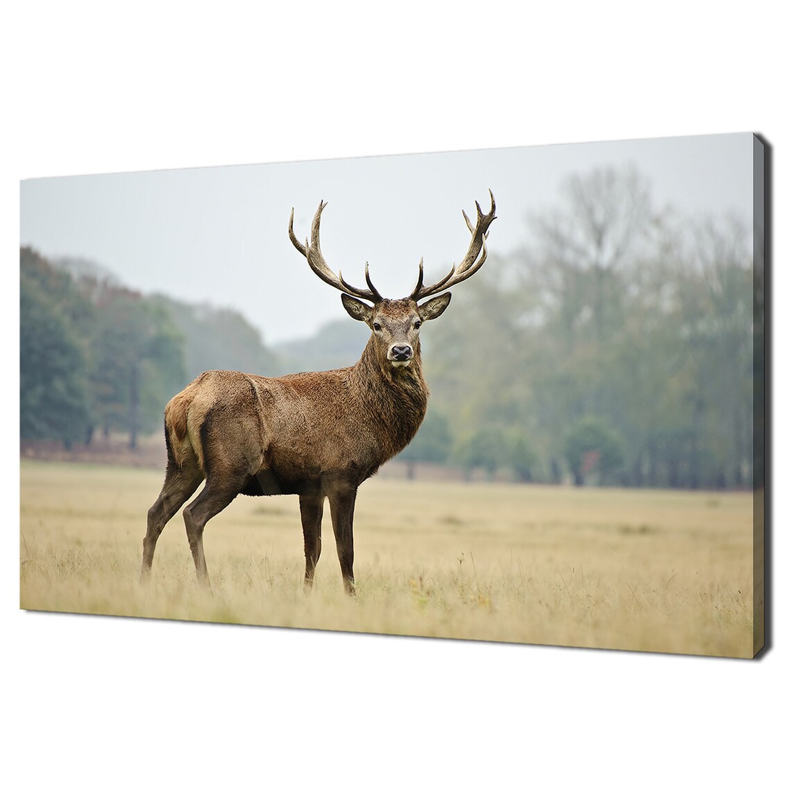 Red Deer Stag Autumn Modern Wall Art Print