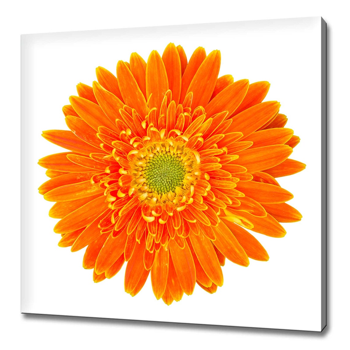 Orange Gerbera Daisy Flower Close Up Modern Floral Wall Art Print
