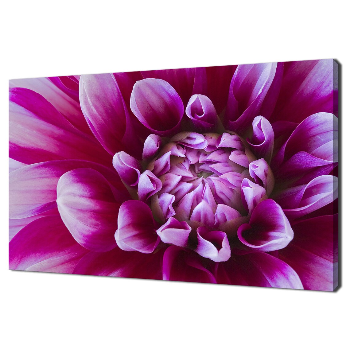 Pink Magenta Dahlia Flower Bloom Macro Close Up Floral Print