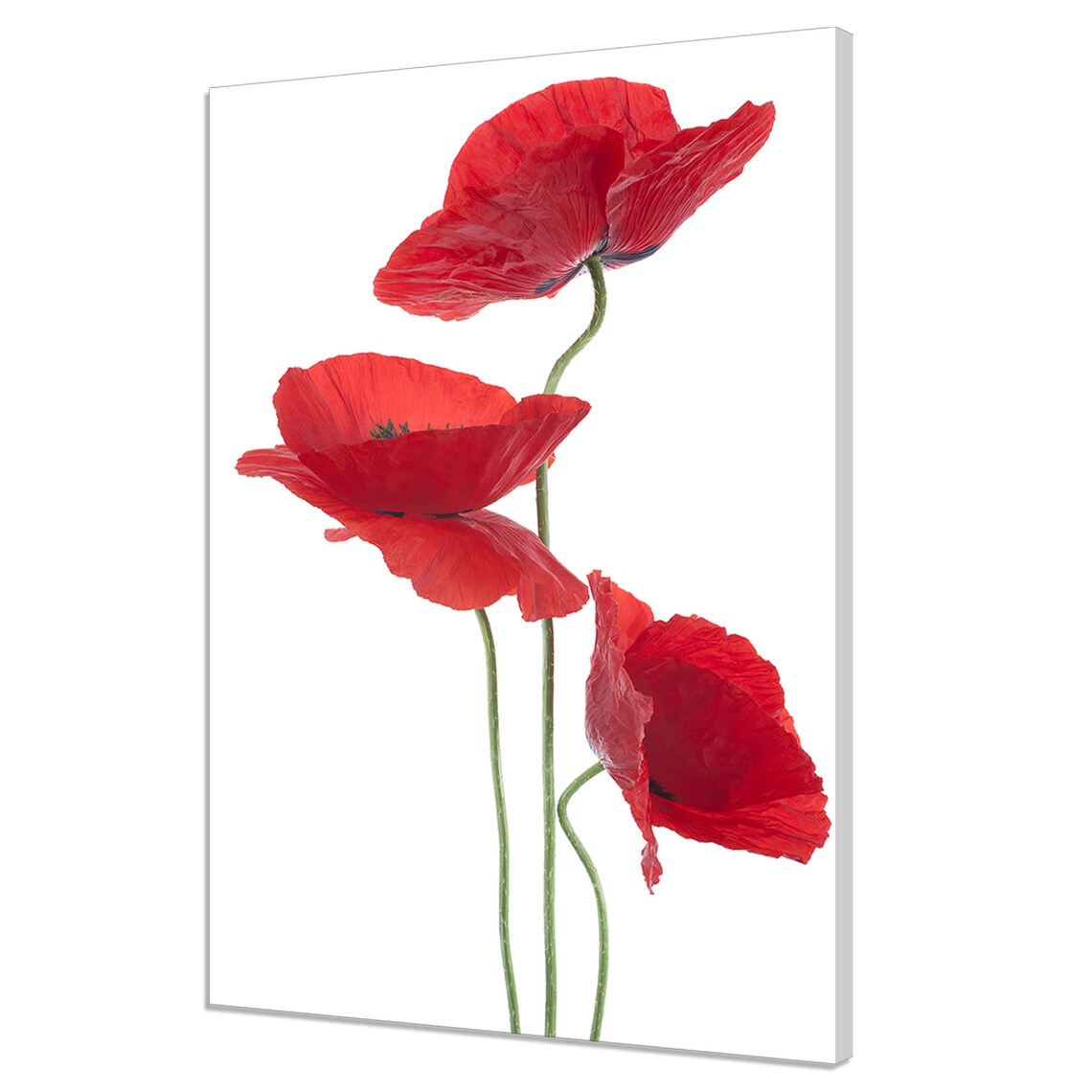 Three Red Poppies, Modern Botanical Art Print