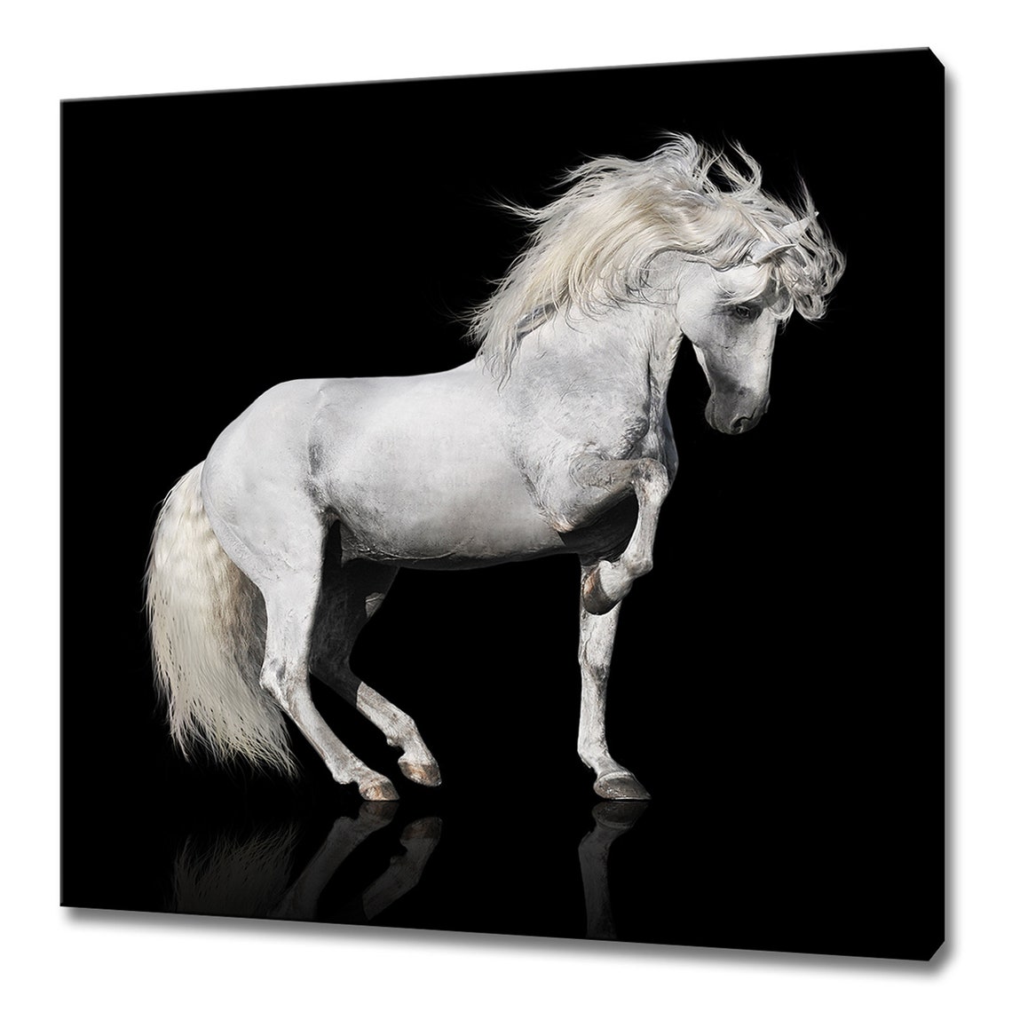 White Horse Rearing Dramatic Black Background Portrait Wall Art