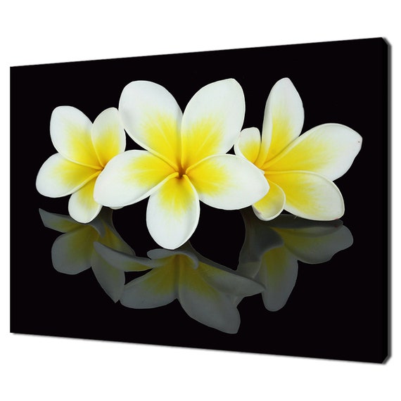 Three Frangipani Flowers Modern Home Decor Art Print