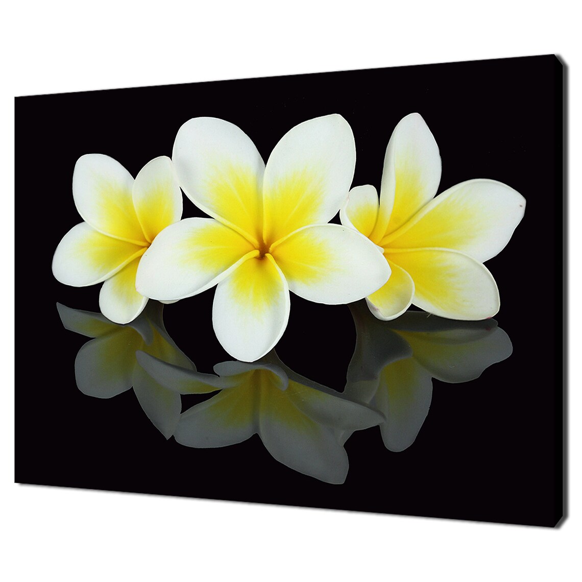 Three Frangipani Flowers Modern Home Decor Art Print