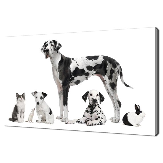 Black White Animals Group Great Dane Dalmatian Cat Photo Poster