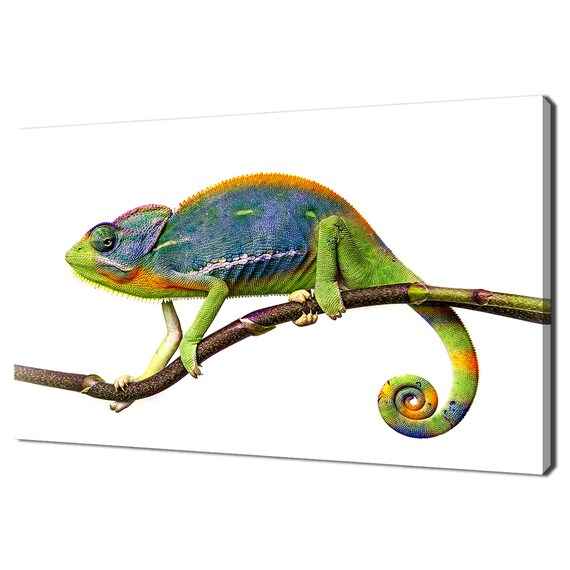 Rainbow Chameleon On Branch White Background Vivid Color Lizard Wall Poster