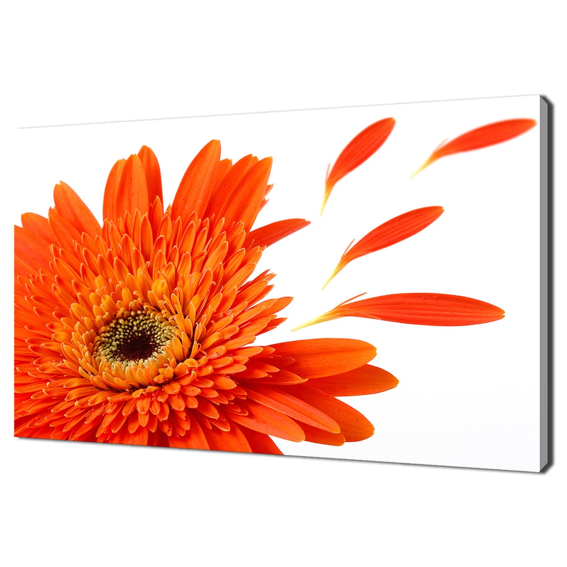 Orange Gerbera Daisy Falling Petals White Modern Floral Art Print