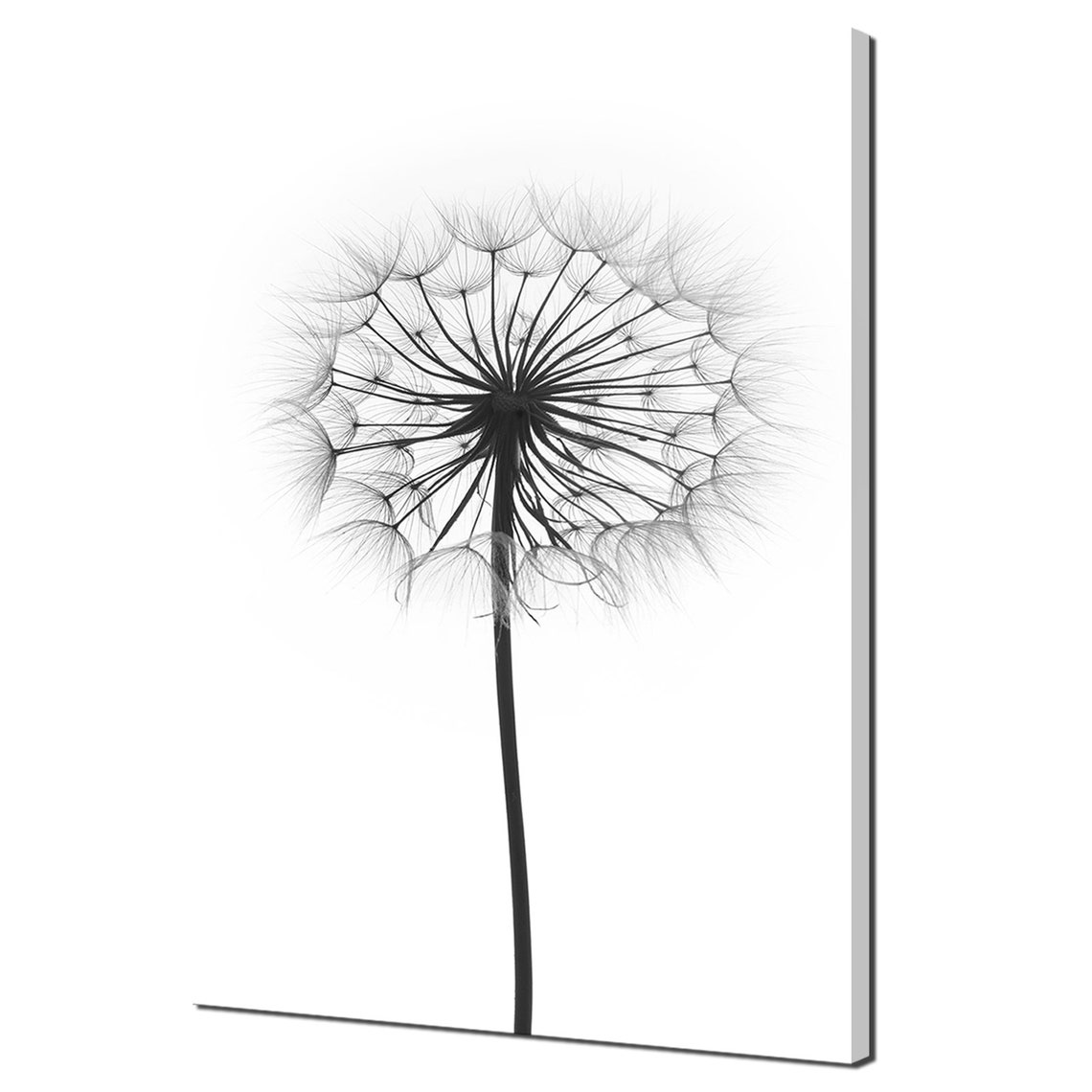 Single Dandelion Seed Head Black and White Minimalist Floral Poster