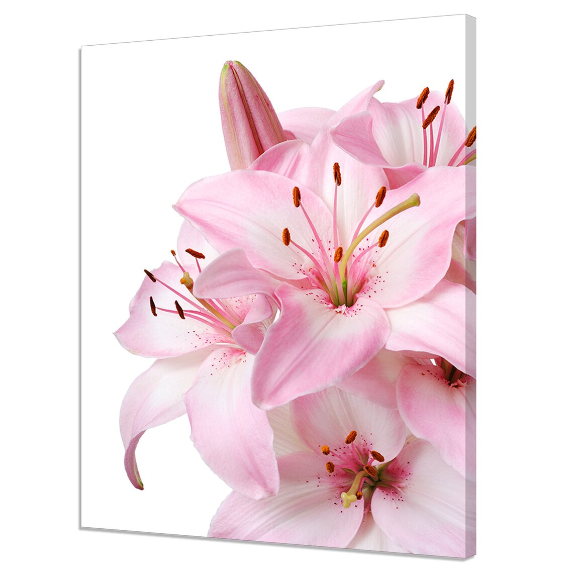 Elegant Pink Lily Flowers on White Modern Floral Botanical Wall Art