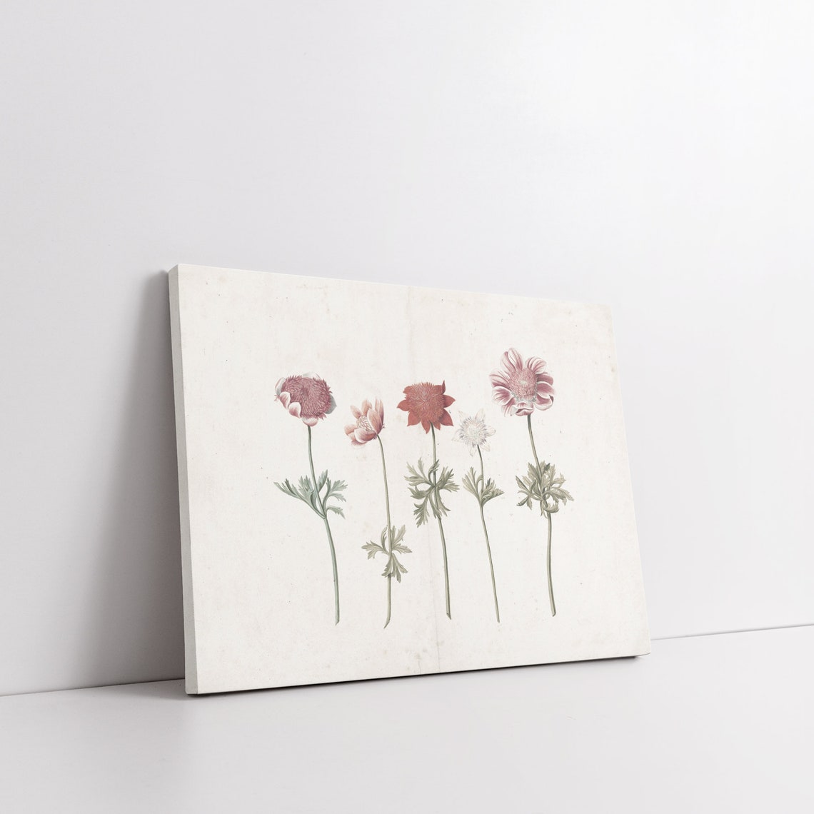 Vintage Botanical Plate Five Wildflowers Antique Illustration Poster - Image 4