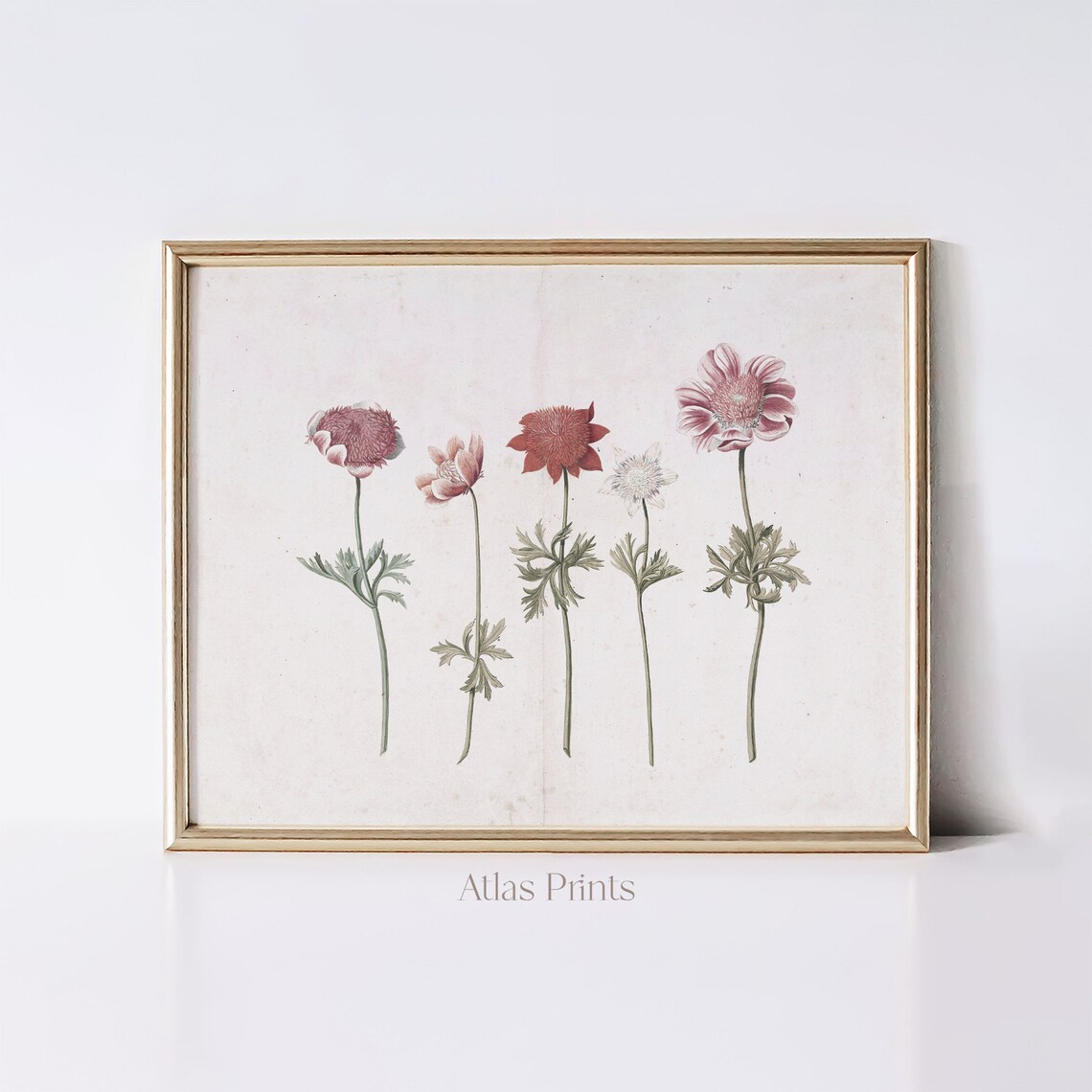 Vintage Botanical Plate Five Wildflowers Antique Illustration Poster