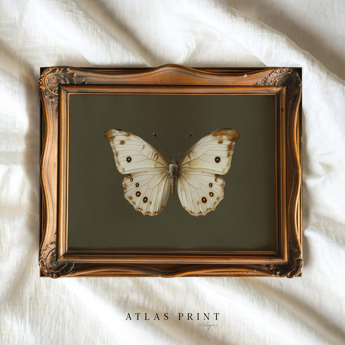 White Spotted Butterfly Olive Background Vintage Insect Wall Art