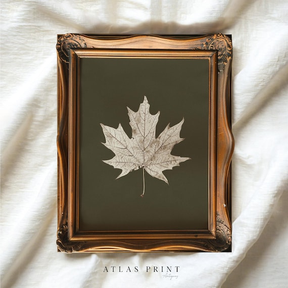 White Maple Leaf On Dark Green Antique Fall Botanical Poster