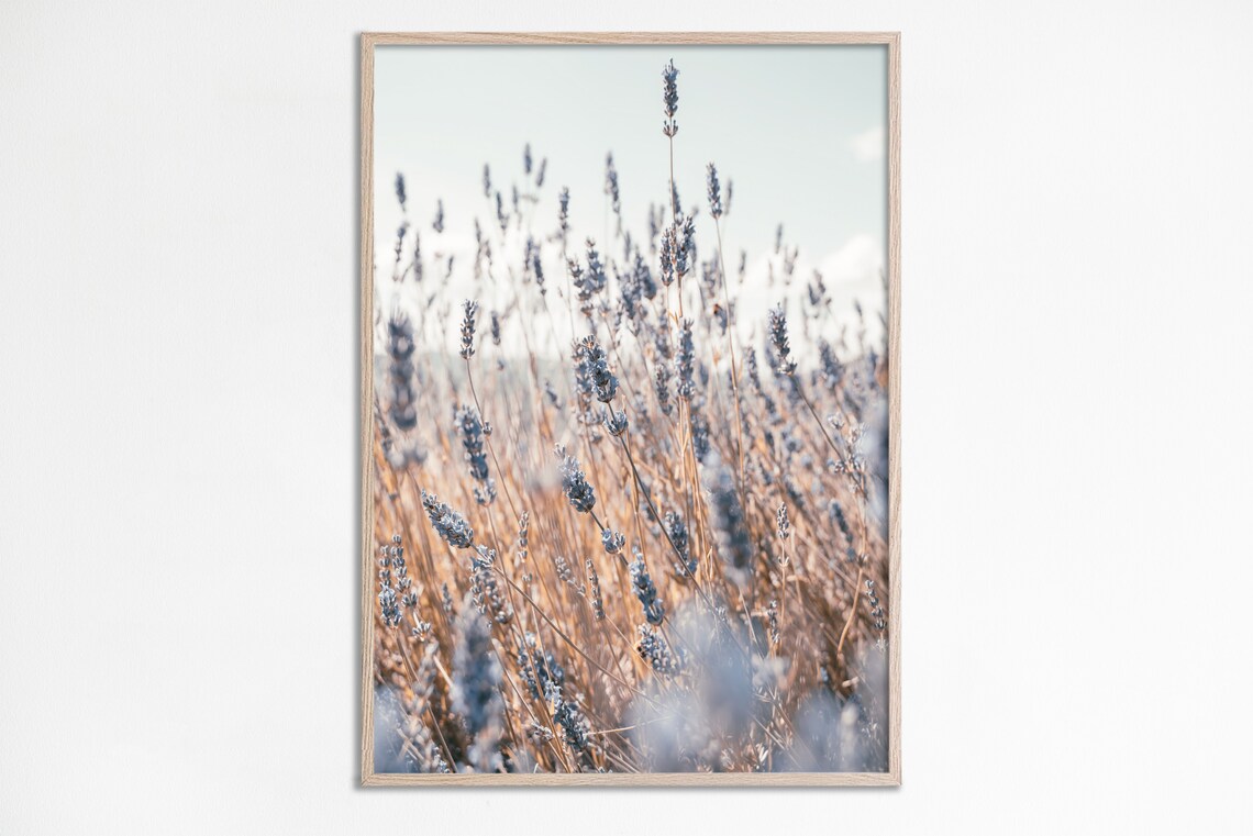 Lavender Botanical Art Print, Farmhouse Decor