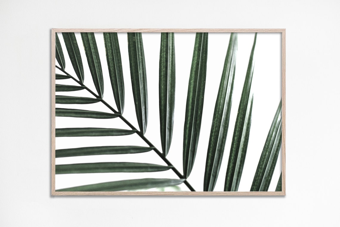 Green Palm Leaf Frond Minimal White Botanical Photography Poster