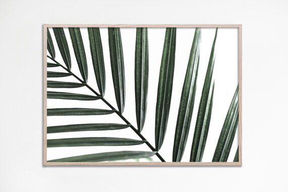 Green Palm Leaf Frond Minimal White Botanical Photography Poster