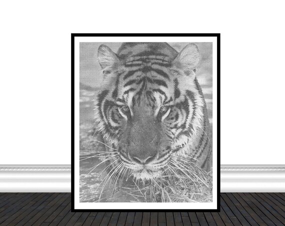 Black And White Tiger Face Close Up Monochrome Photography Art Print