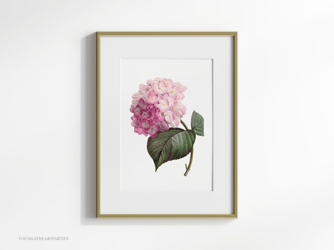 Pink Hydrangea Vintage Botanical Illustration Framed Wall Art - Image 2
