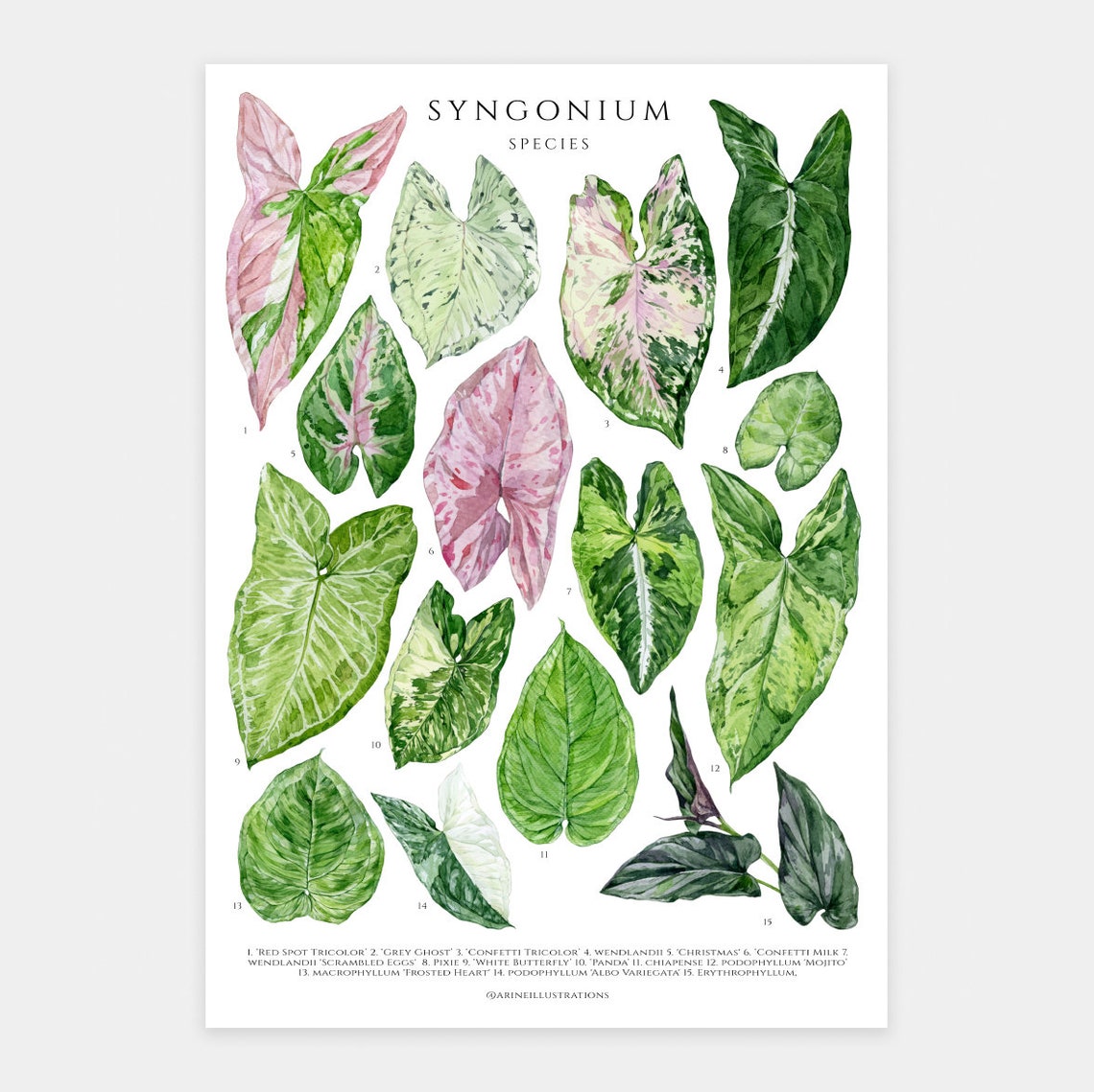 Syngonium Species Arrowhead Plant Leaf Chart Watercolor Poster - Image 3