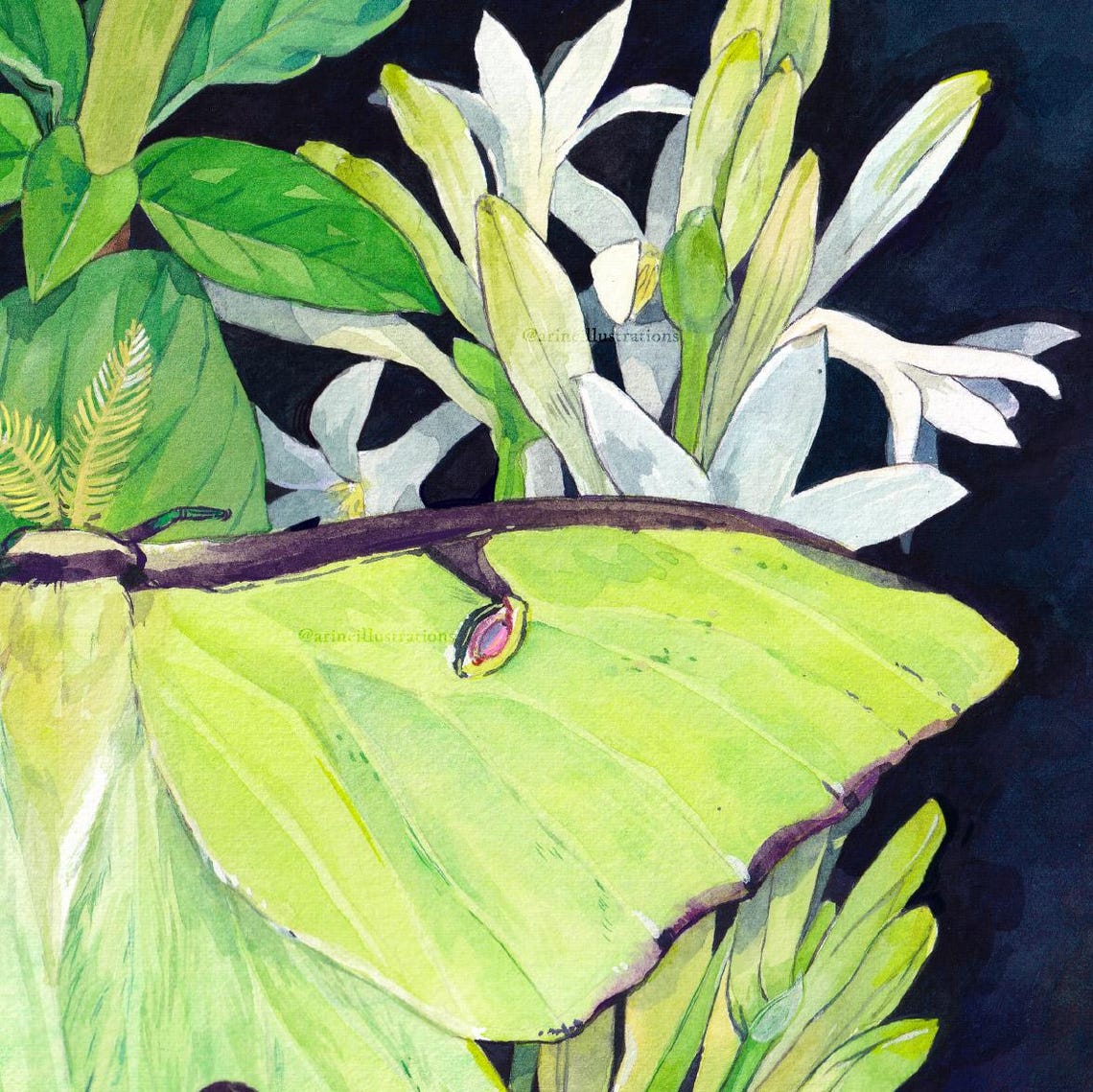 Moth Nocturnal Flowers Poster - Image 2