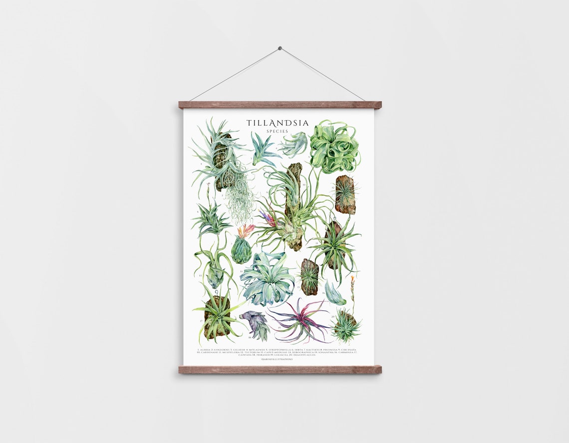 Tillandsia Species Poster House Plant Art Houseplant Lover Wall Decor Air Plant Botanical Art Print Watercolor Botanical Plant Id Chart - Image 4