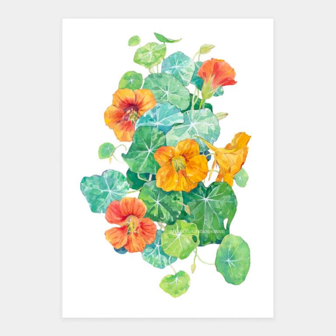 Garden Nasturtium Orange Yellow Blossom Watercolor Flower Poster - Image 4