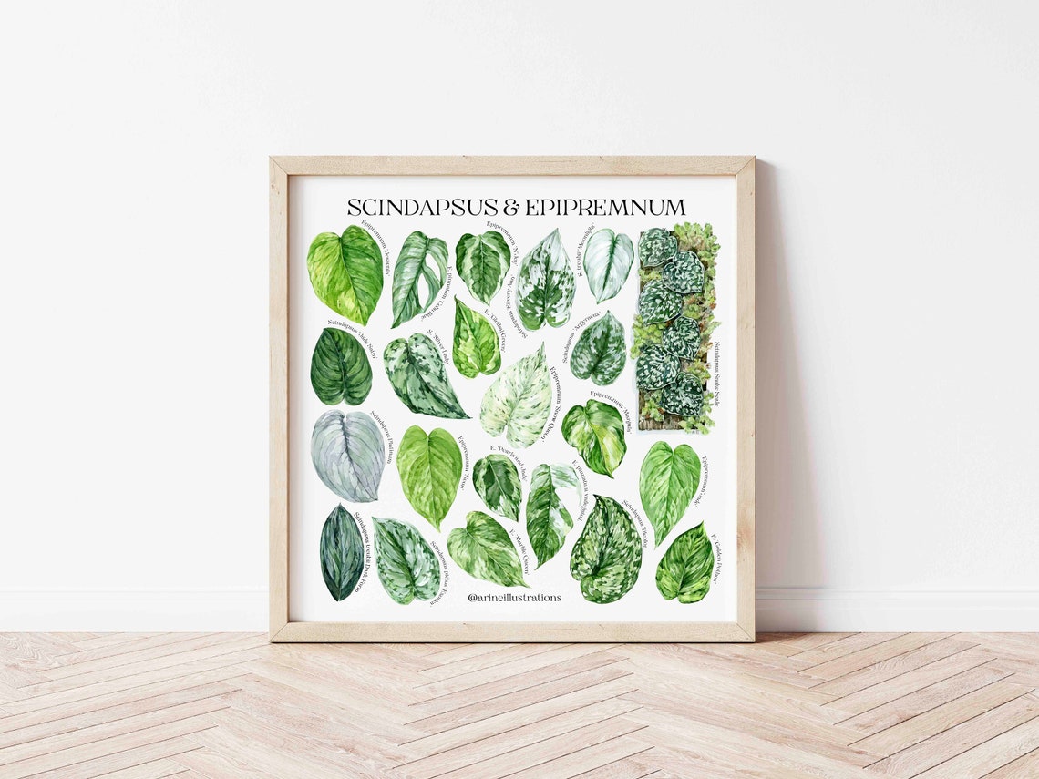 Scindapsus Epipremnum Species Pothos Leaf Chart Watercolor Poster - Image 2