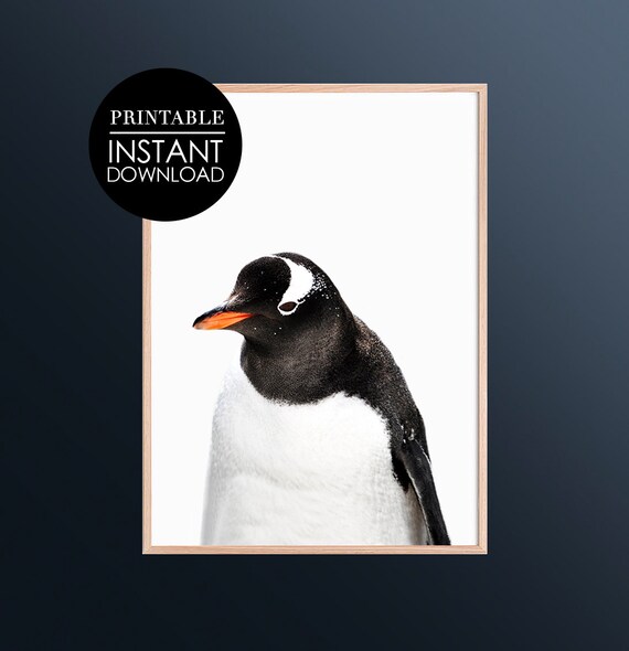 Gentoo Penguin Minimalist Antarctic Bird Photo Portrait Poster