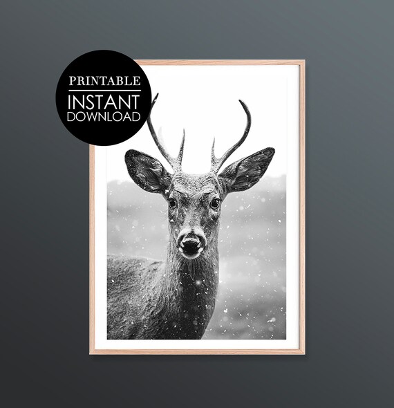 Black and White Deer in Falling Snow Winter Photography Poster