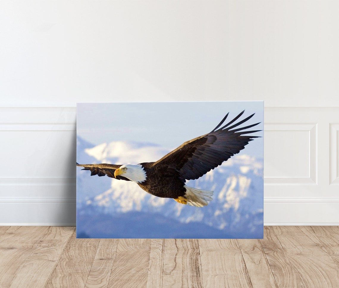Bald Eagle Soaring Snowy Mountain Sky Wildlife Photography Wall Poster