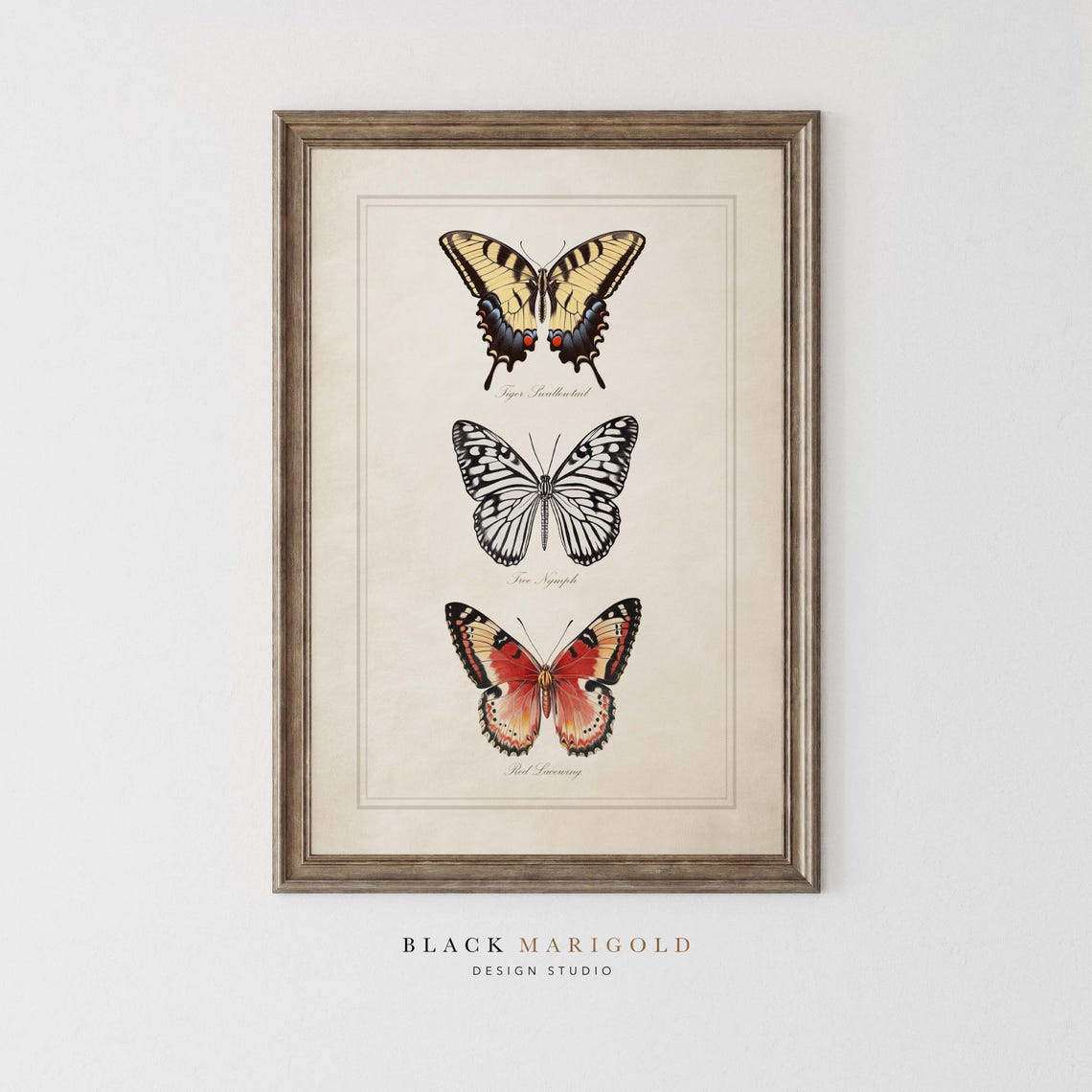 Vintage Butterfly Chart With Swallowtail and Red Lacewing Poster - Image 2