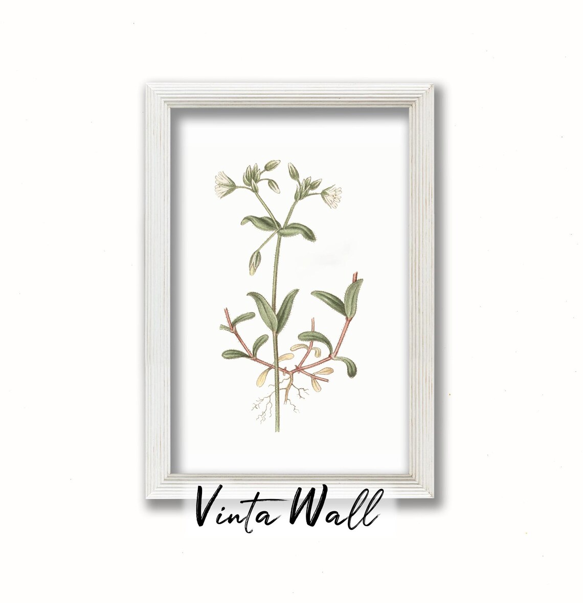White Wildflower with Fine Roots Vintage Botanical Art Print - Image 3